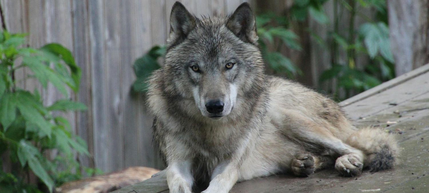 Loups Gayrous