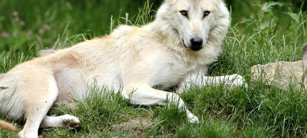 Loups gayrous et vampires