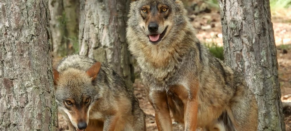 Loups gayrous et vampires