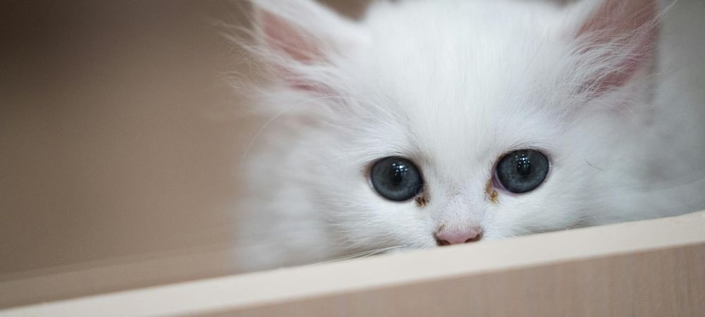 Permanence Trans au Bocal