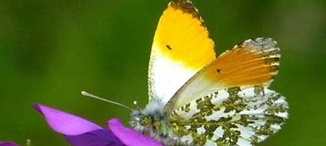 Observation des insectes