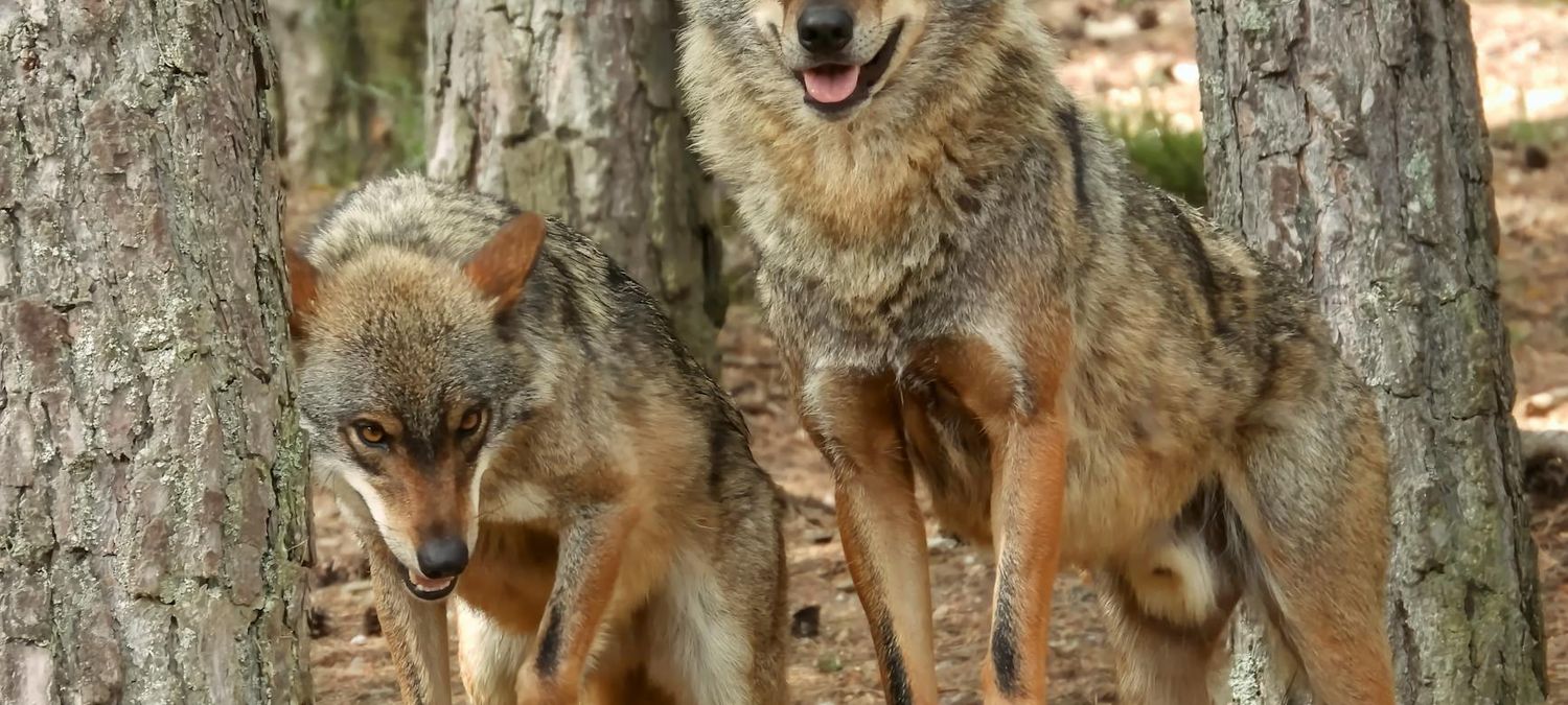 Loups gayrous et vampires