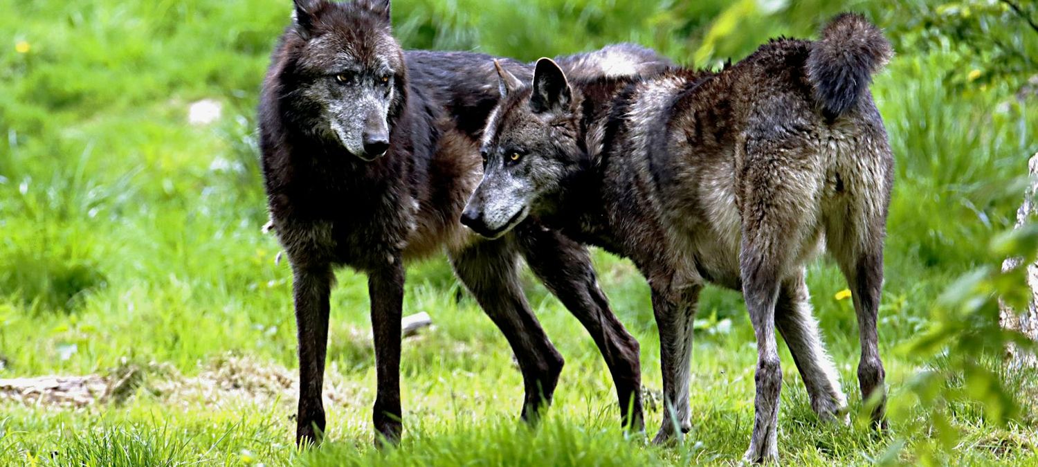 Loups gayrous et vampires