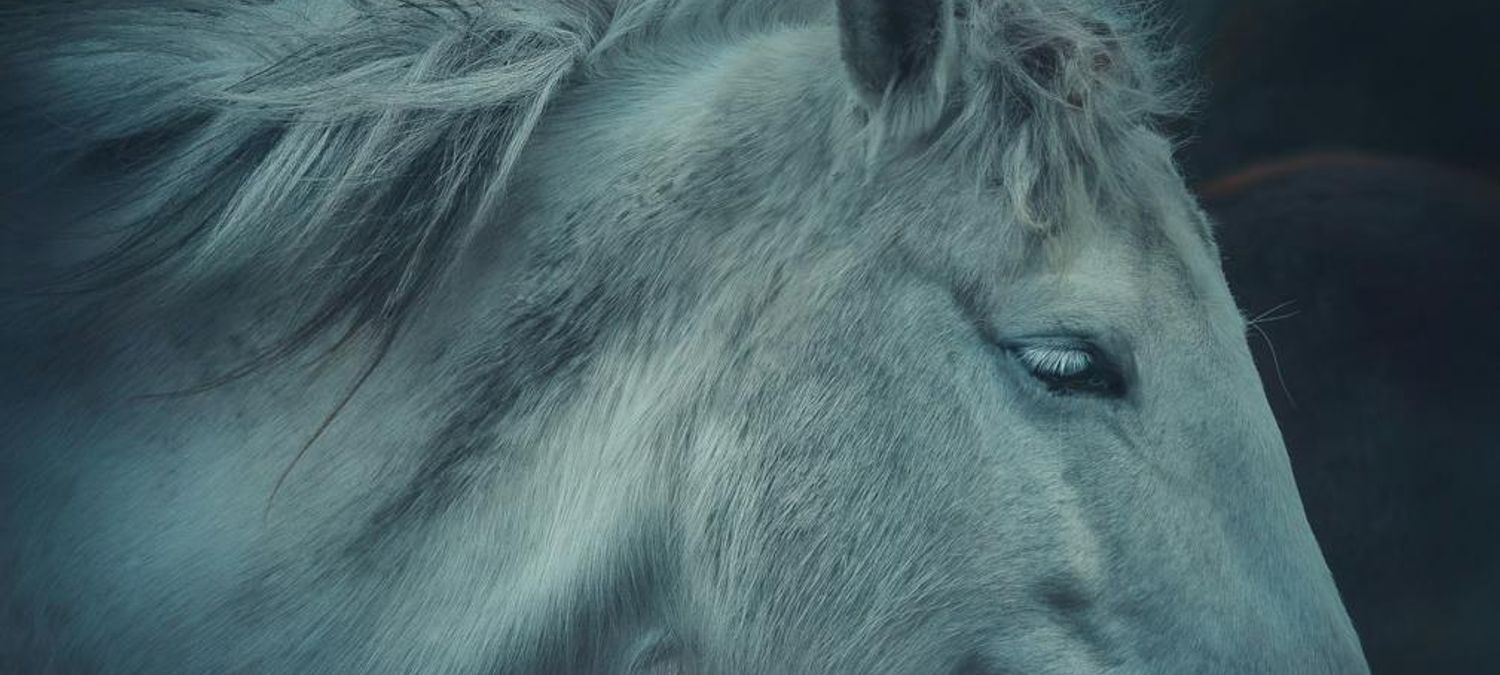 Bal de la licorne