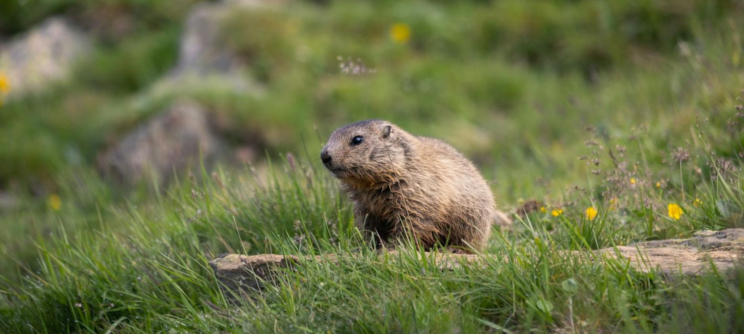 (le faux)Jeudix des Castors