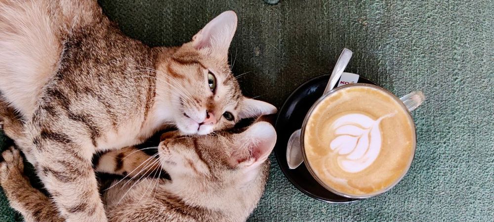 Le Cafe des Chats 🐈🐱🐈‍⬛