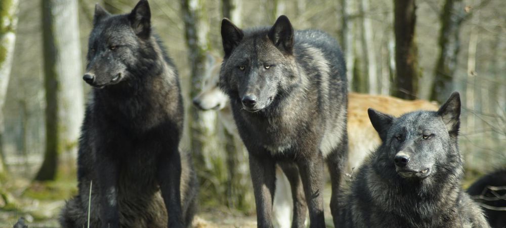 Werewolves All Stars #2