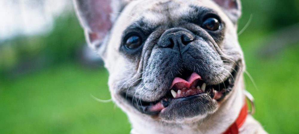 Promenade entre chiens
