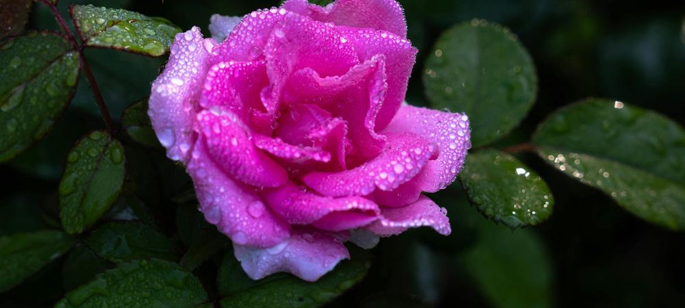 Concert - Irène Drésel