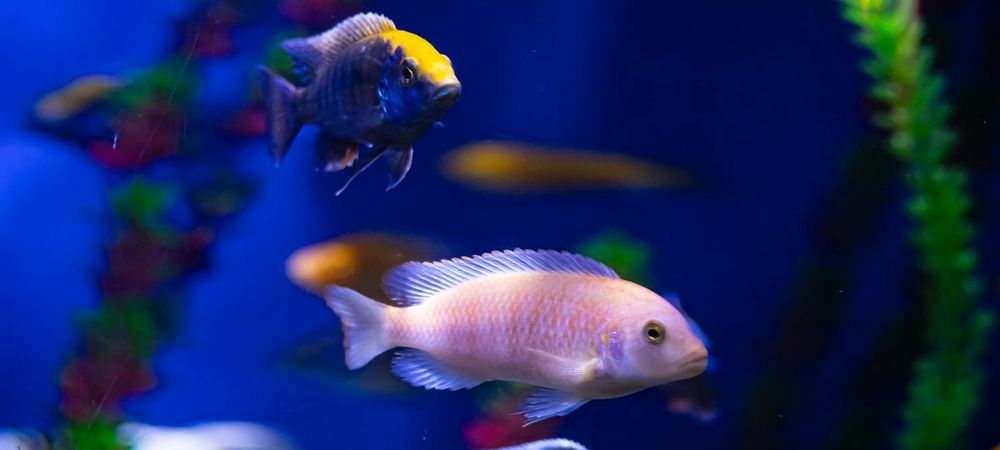 Aquarium Tropical 🐟