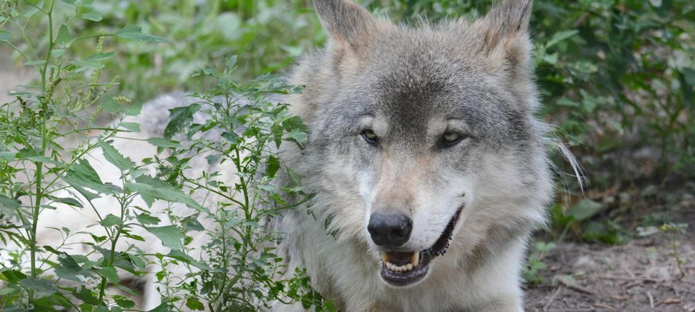 Loup gayrou et vampire