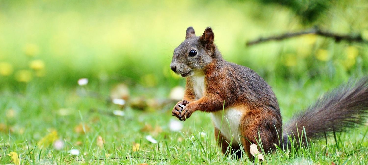 Balade des Écureuils