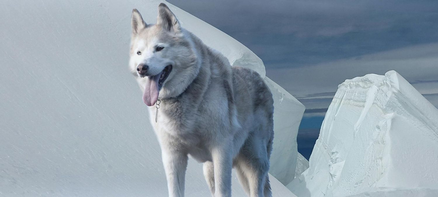 Loup gayroues