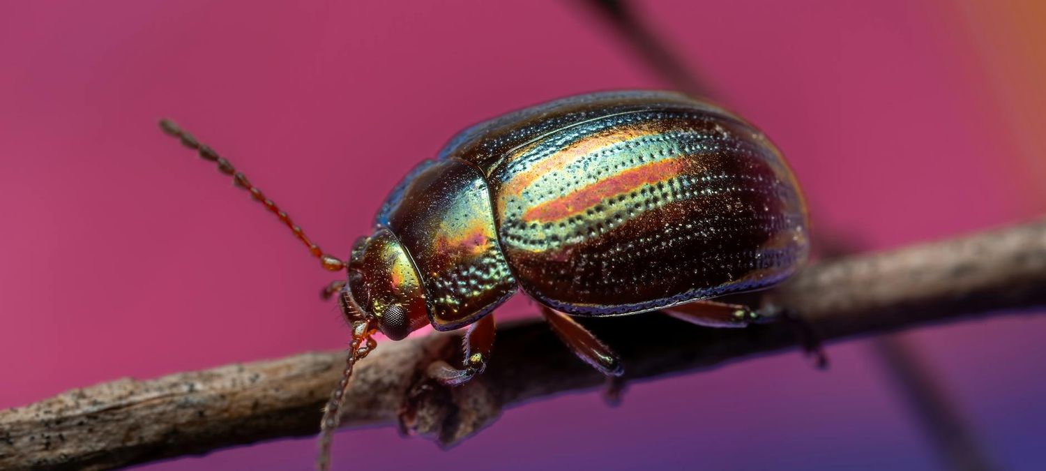 Documentaire gratuit Les insectes musiciens + échanges à 19h30 avec le réalisateur et le conseiller scientifique de l'exposition