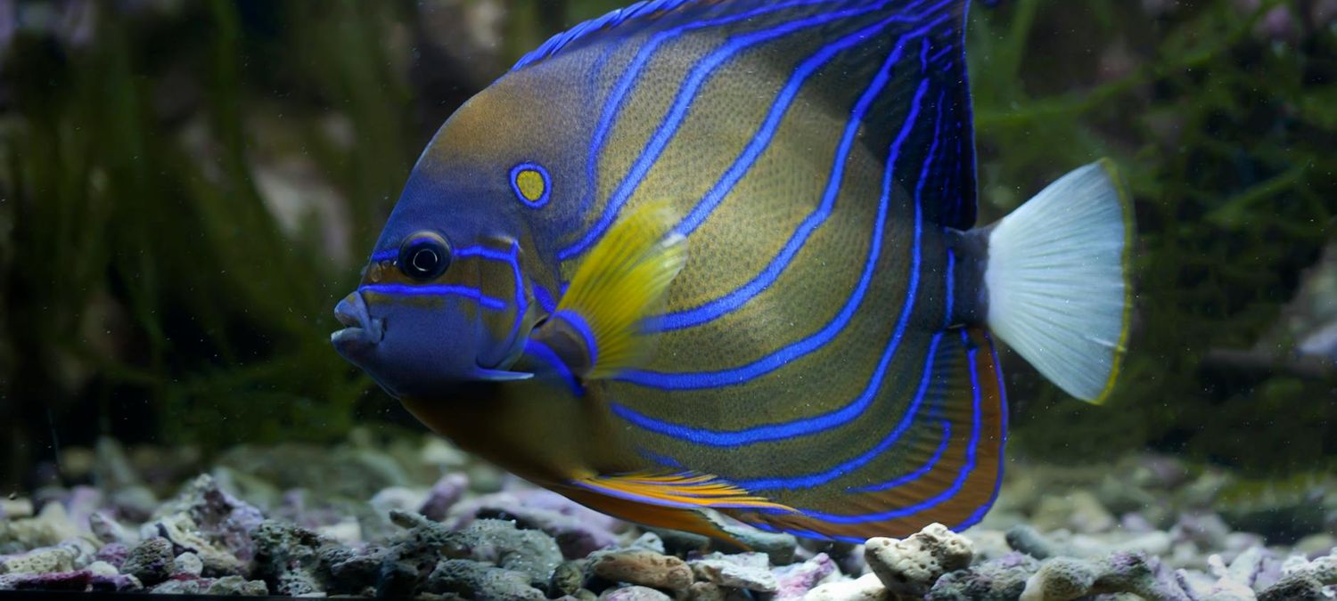 Et si on allait voir les poissons ?