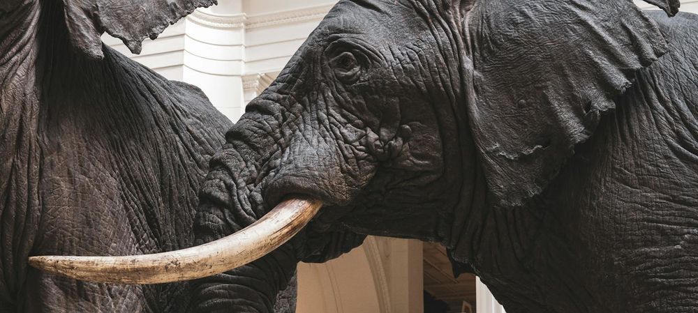 Grande galerie de l'évolution friendly family