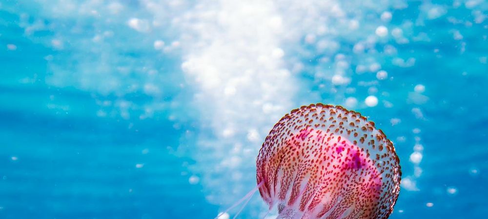 Le plongeon 🇺🇲 (1968) le 07/09 à 16h20