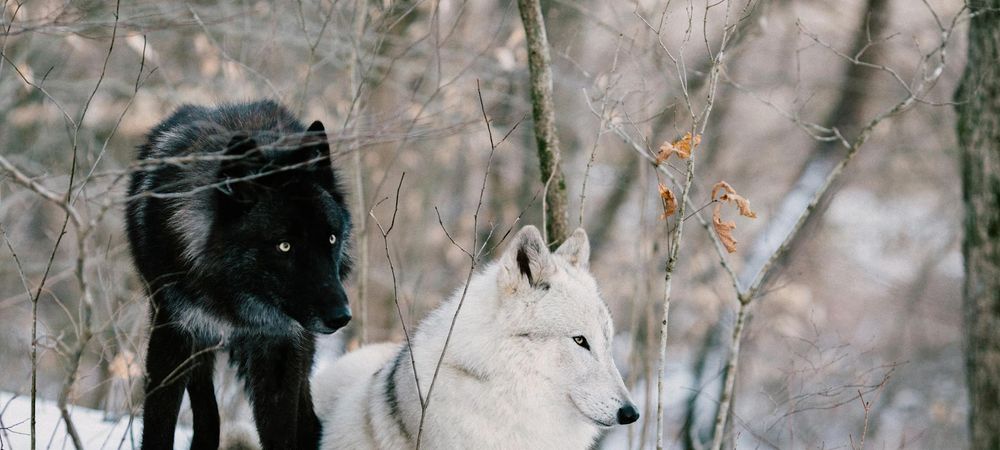 Loup-garou
