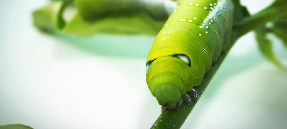 CHENILLE SYNCHRONISÉE GEANTE