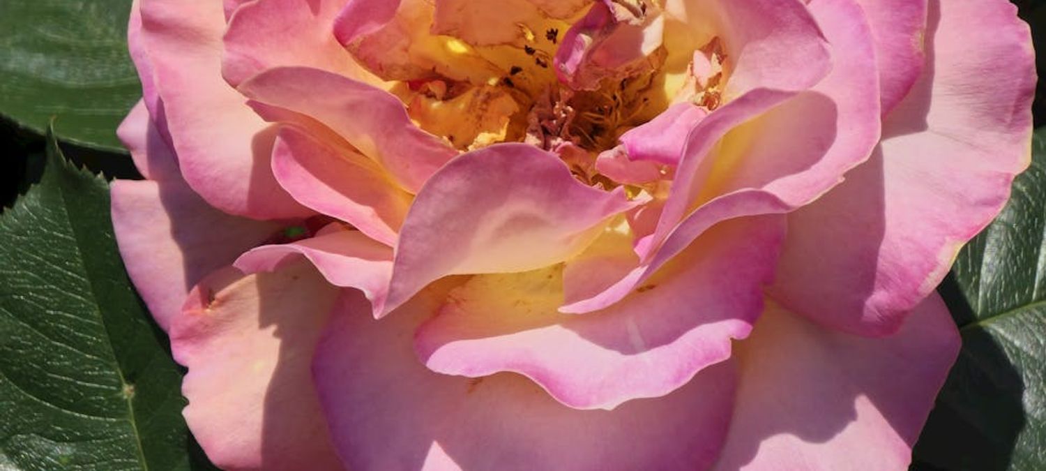 Rosa bonheur sur seine