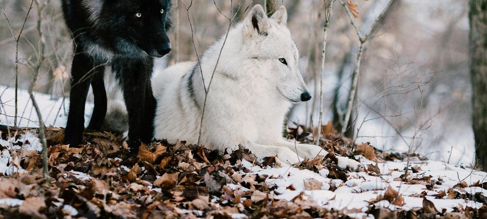 Loups gayrous et vampires