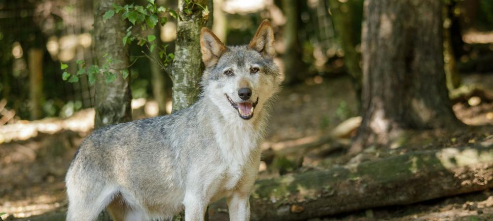 Loup gayroues
