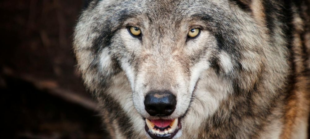 Loups Garous