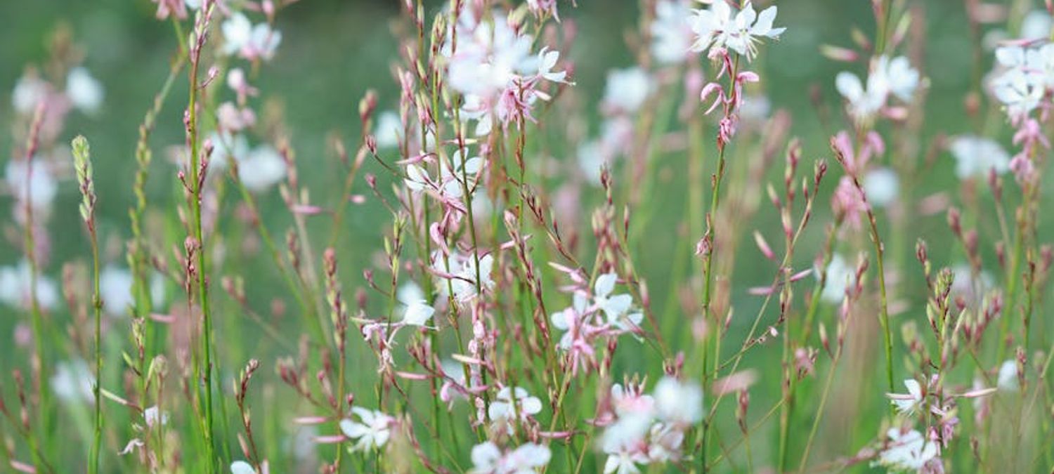 🌾 Récolte de graines de fleurs sauvages