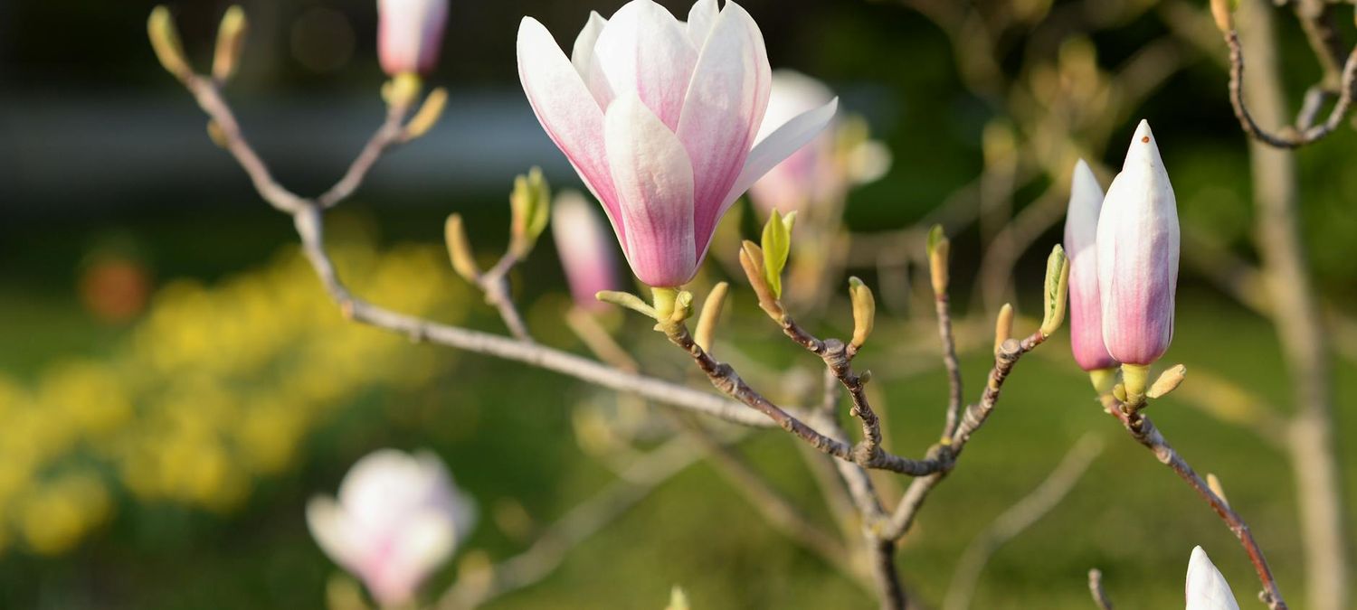 Balade magnolias 🌸