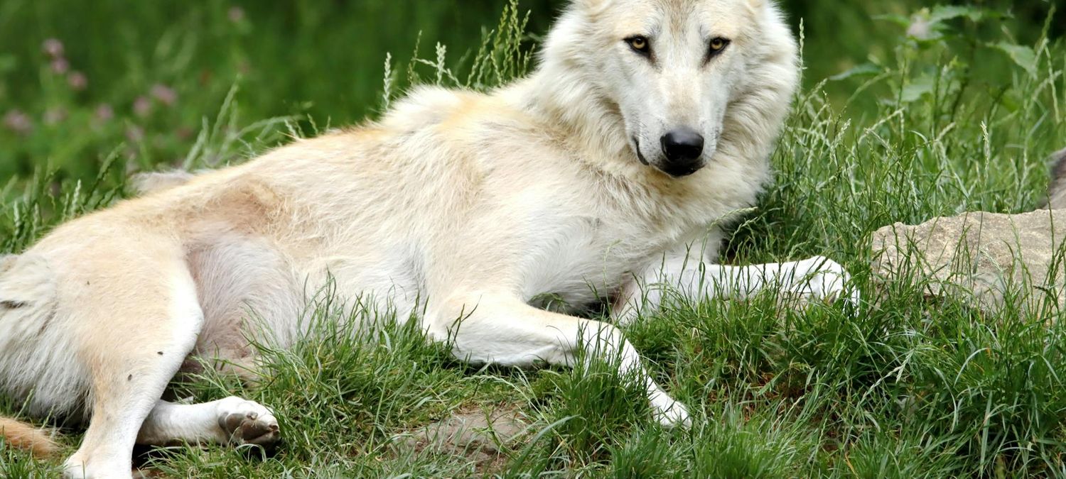 Loups gayrous et vampires