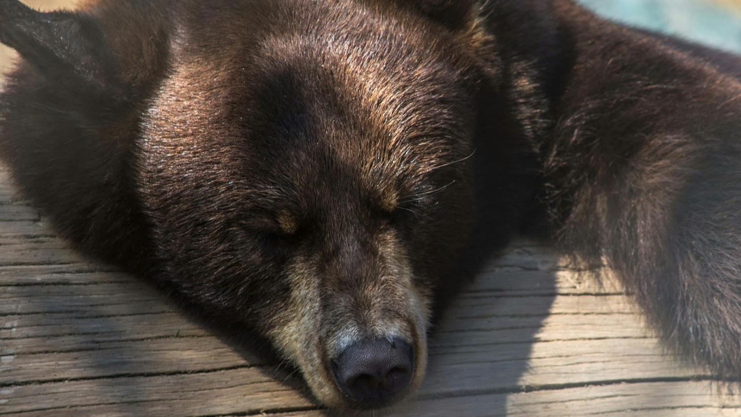 Sitges Bears Week 2026