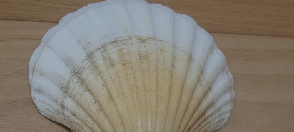 Peinture sur🐚 et dessin