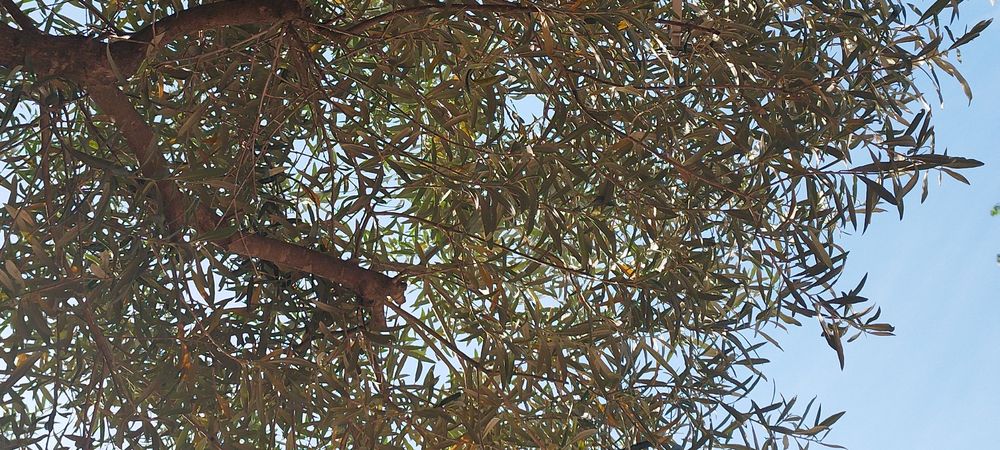 Webinaire Alignement corps-esprit