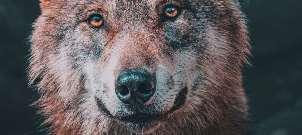 Loups gayrous et vampires