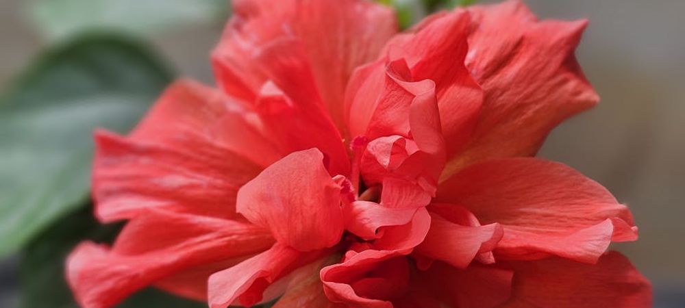 JEP - Visite des coulisses du jardin botanique
