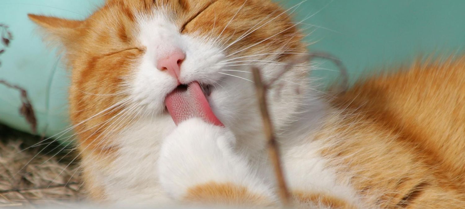 Sortie bar à chat 🐱