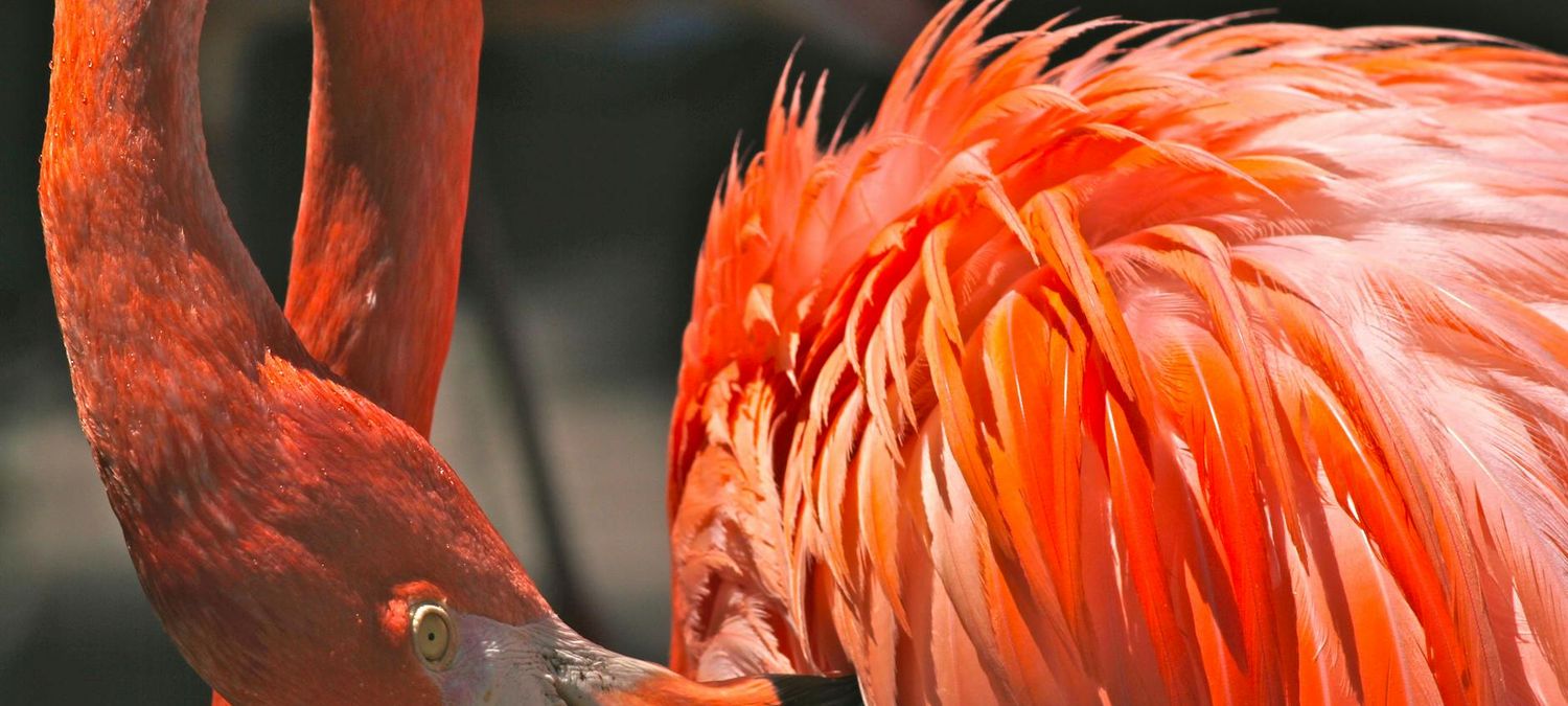 Ciné et papote : le mystérieux regard du flamand rose 🦩