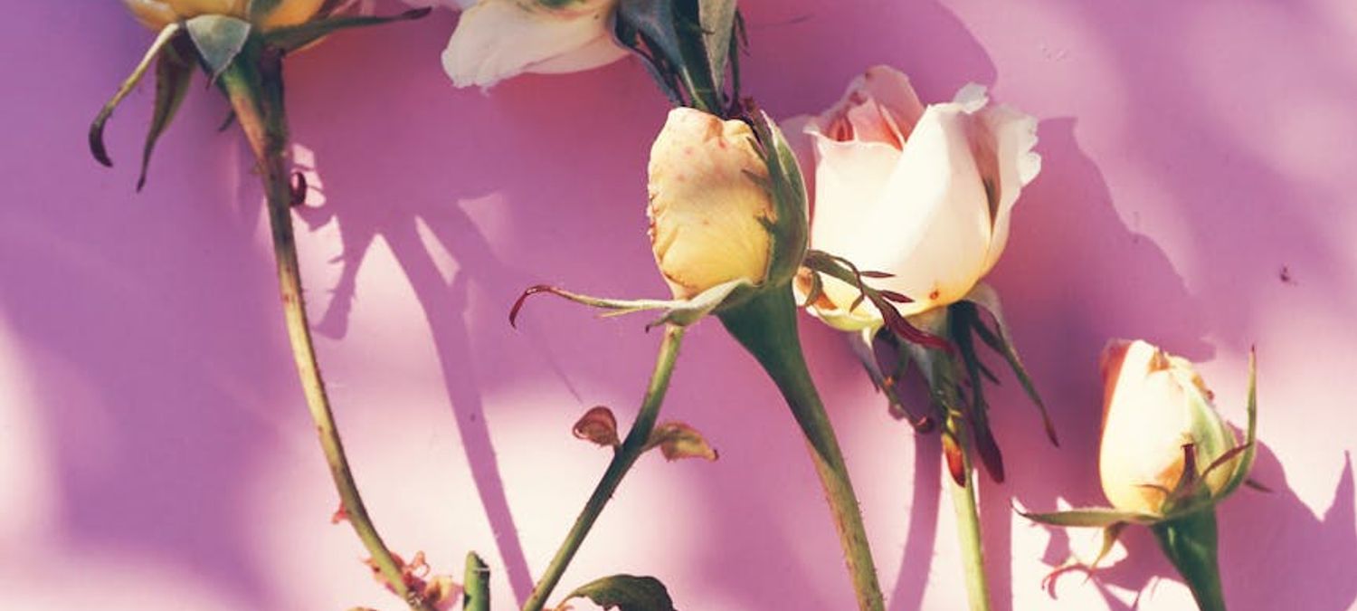 ROSIER aux BALADES SONORES