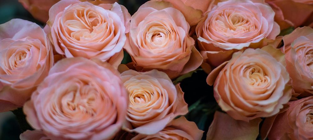 Le rosa de Mai 100% fille