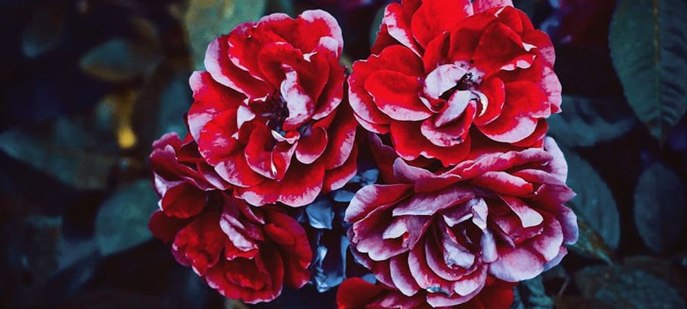 Rosa de novembre 💯 filles