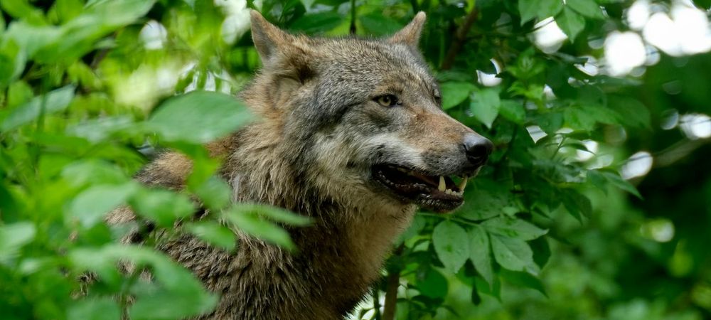 Loups gayrous et vampires