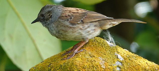 Balade ornithologique