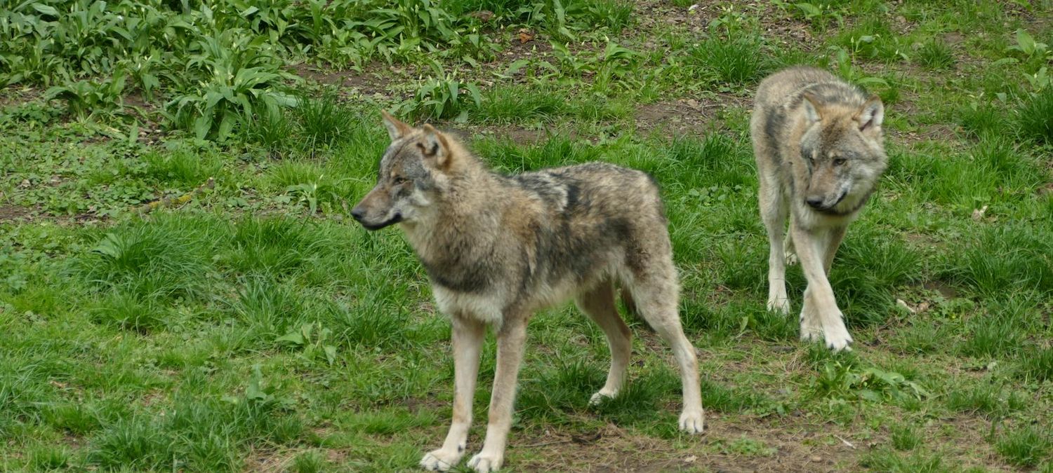Loups gayrous et vampires