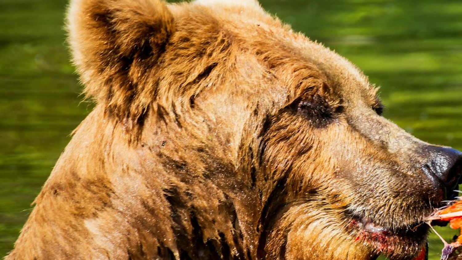 Bears Sitges Spring Edition 2026