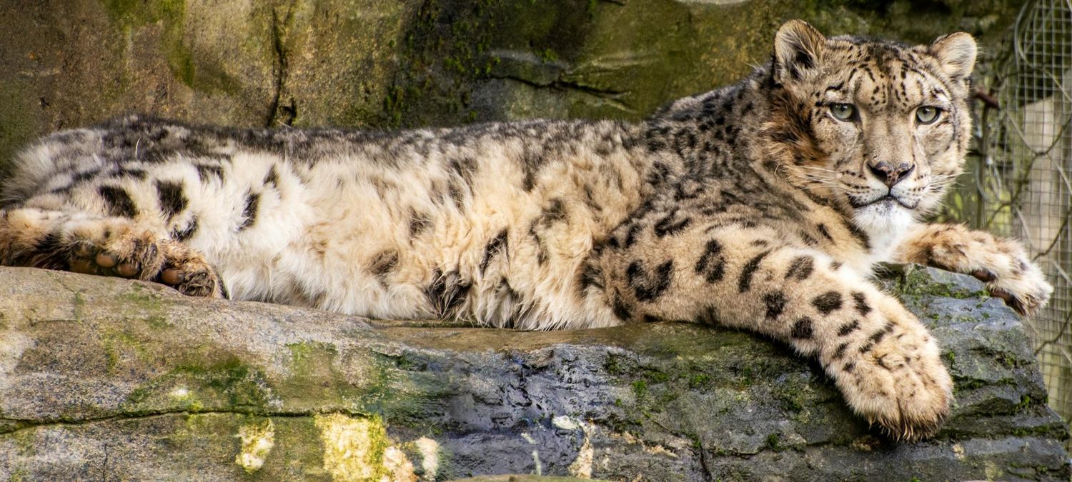 La Panthère des neiges - MAMCStrasbourg