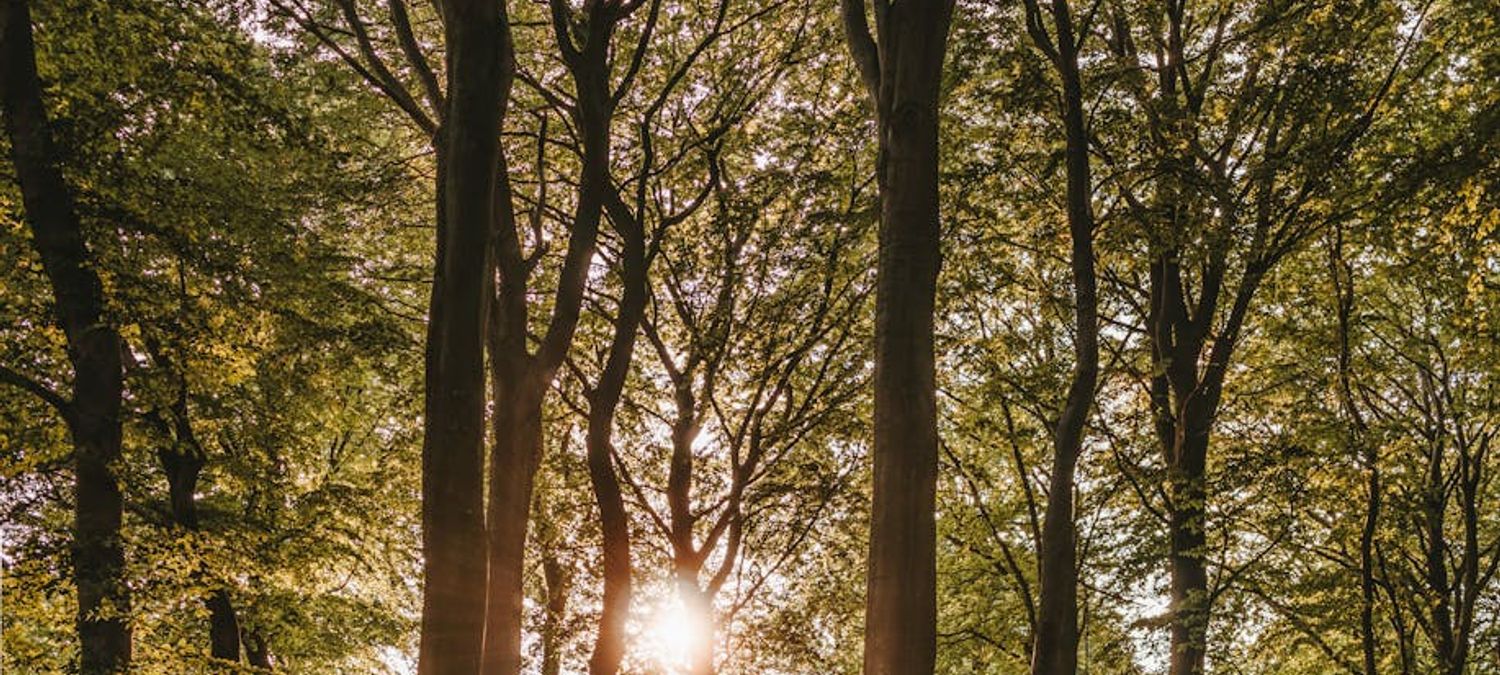 Balade en forêt - bois de Saint Cucufa 😀