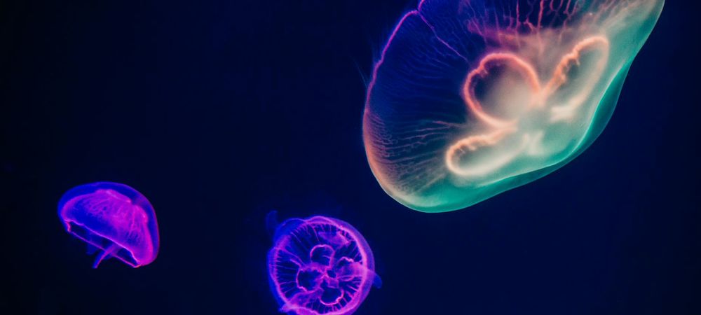 La Nuit de la médiation scientifique