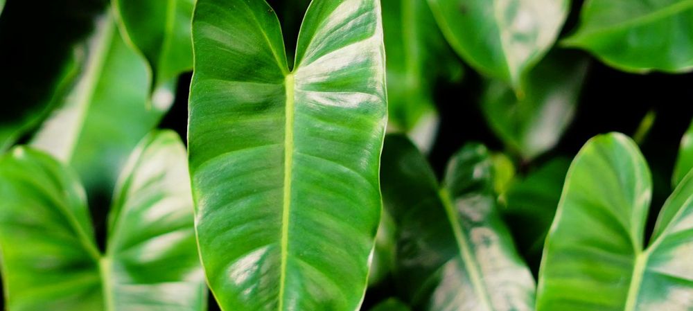 Bar & Café Le flâneur Guesthouse