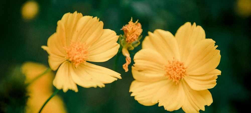 Jerico show édition cosmos geekos