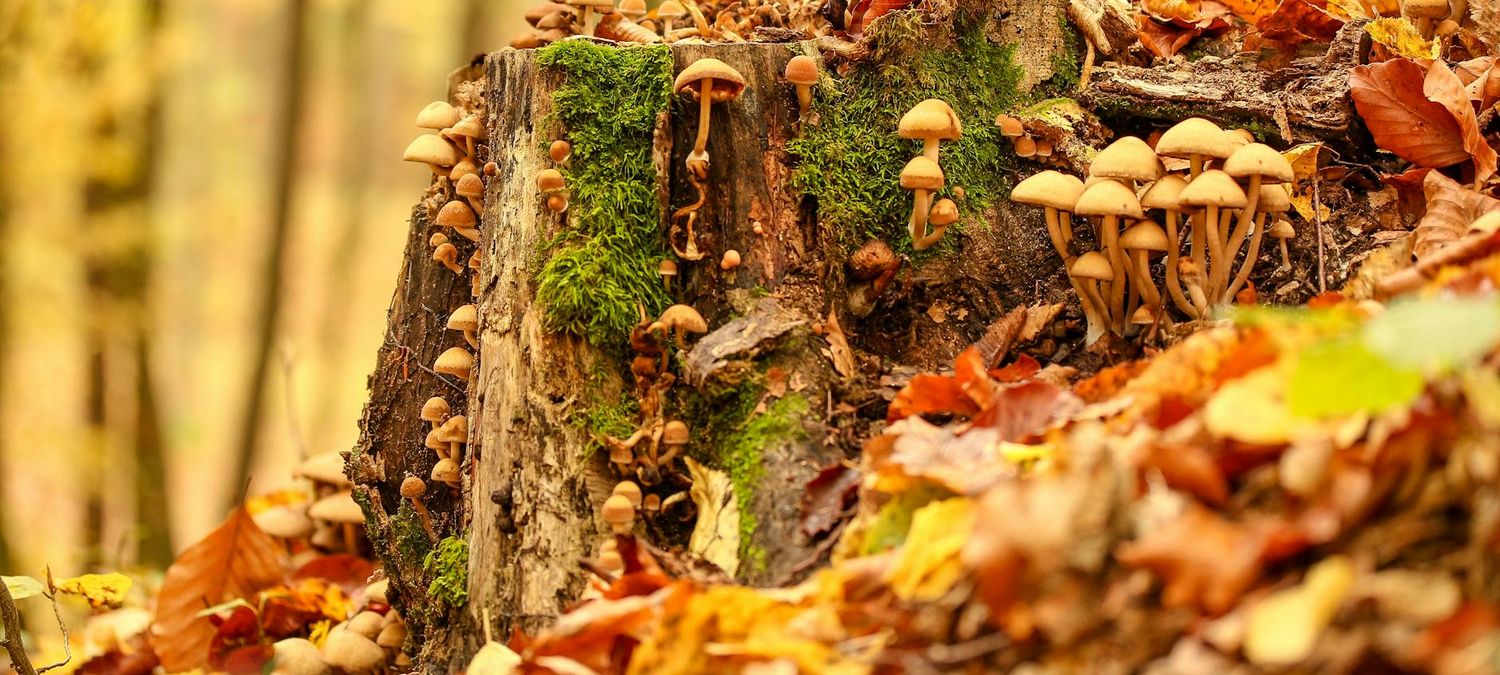 Champignons /forêt